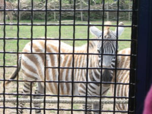 parco safari ravenna 2016 008