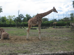 parco safari ravenna 2016 015