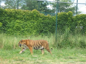 parco safari ravenna 2016 026