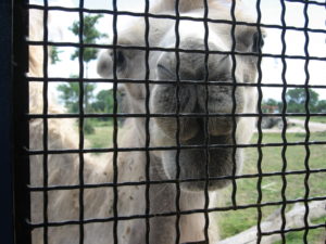 parco safari ravenna 2016 033