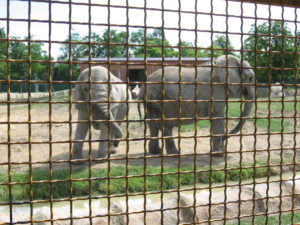 parco safari ravenna 2016 066